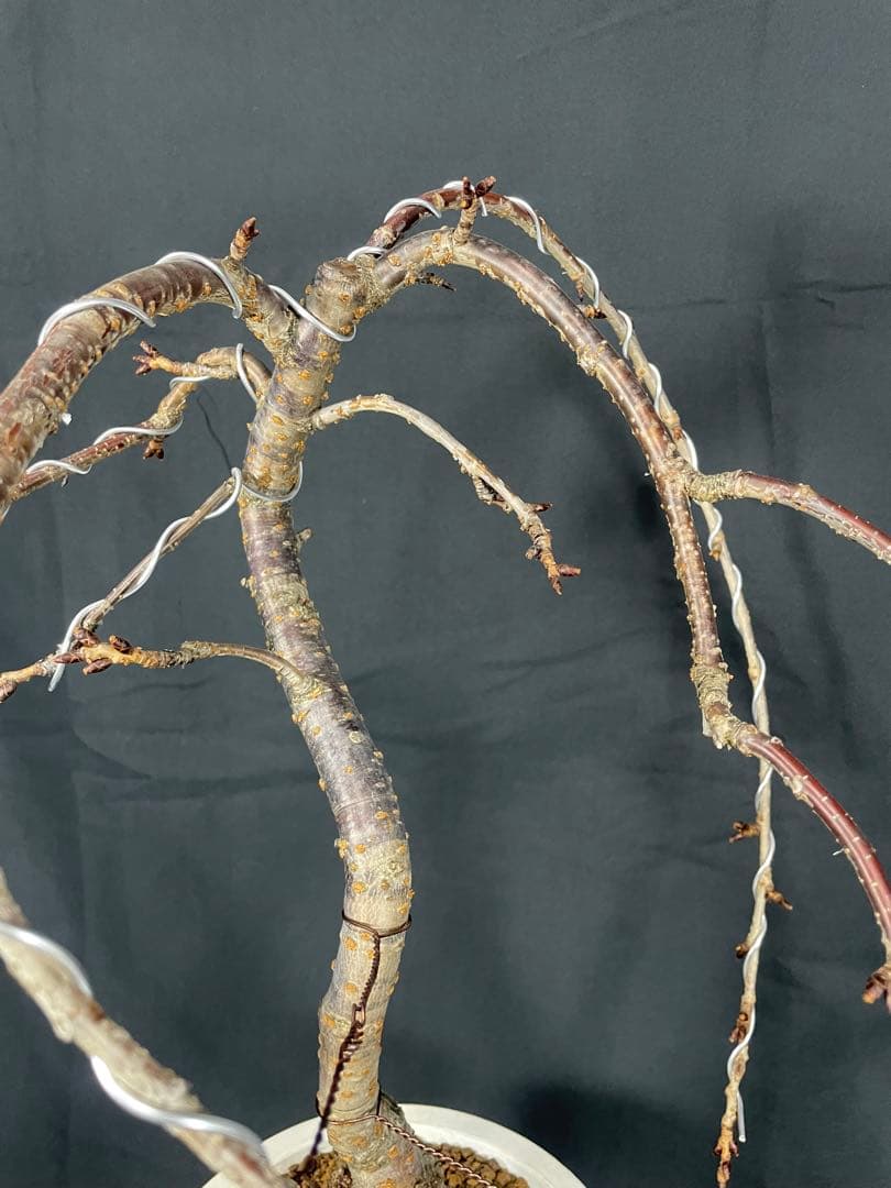 桜　菊枝垂れ桜