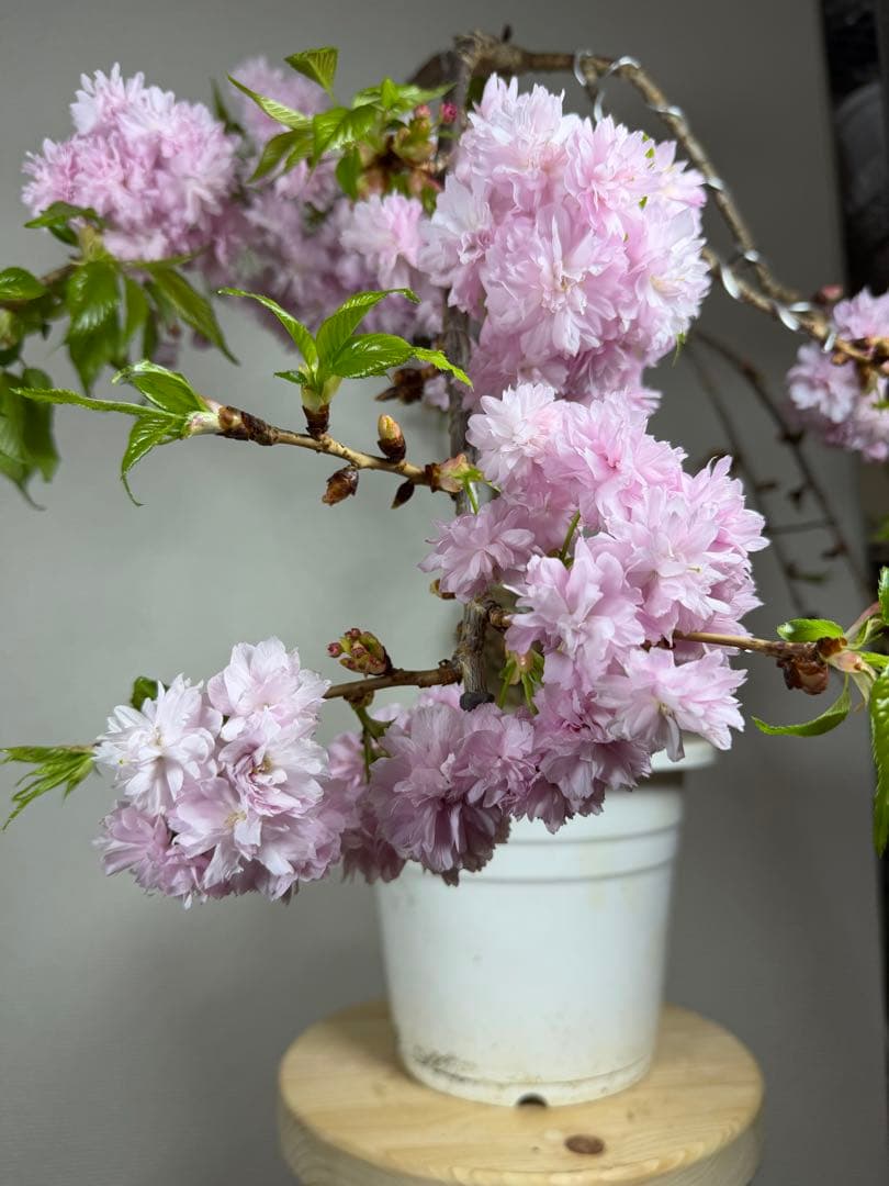 桜　菊枝垂れ桜