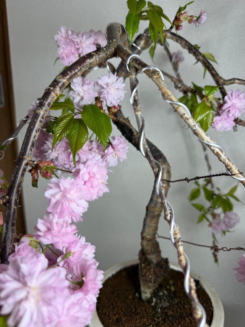 桜　菊枝垂れ桜