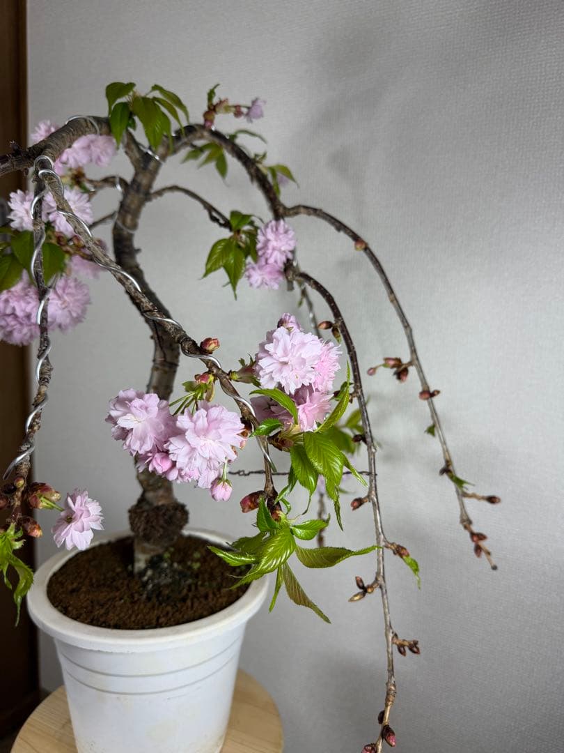 桜　菊枝垂れ桜