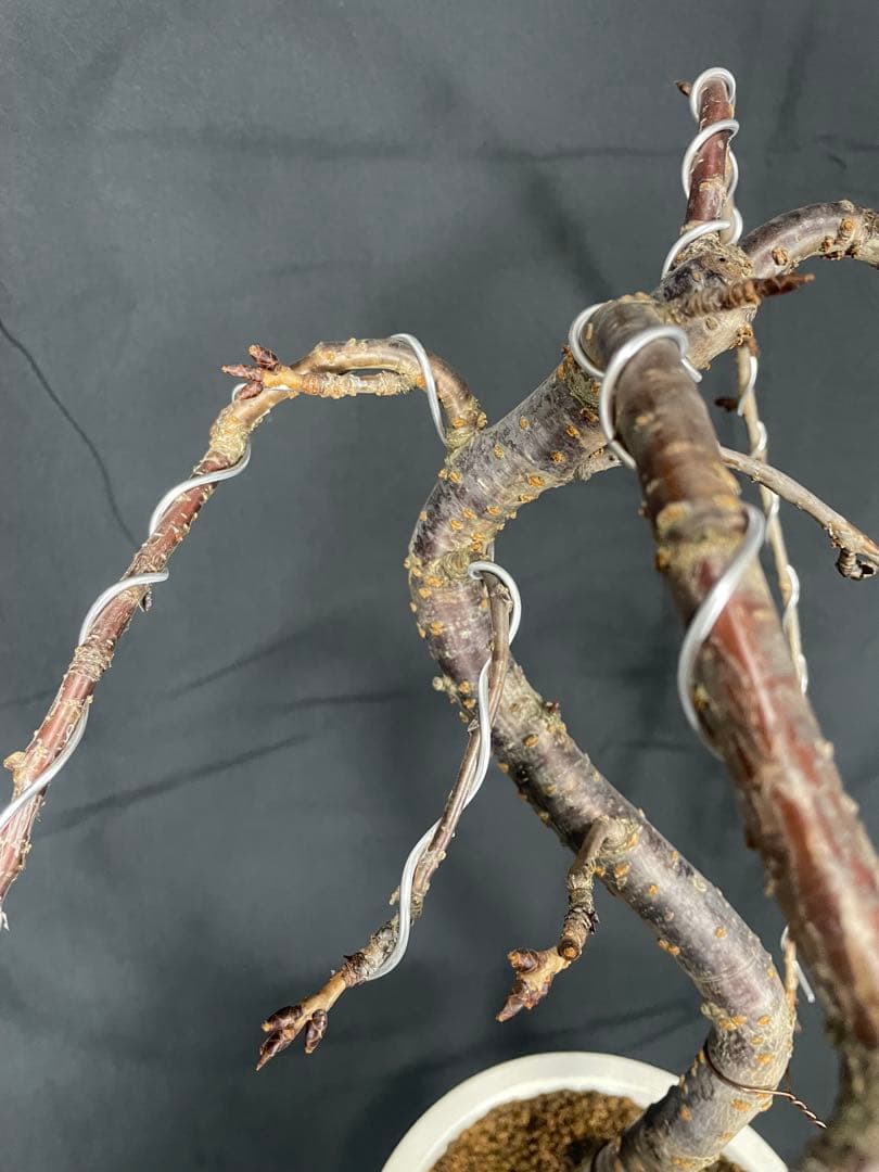 桜　菊枝垂れ桜