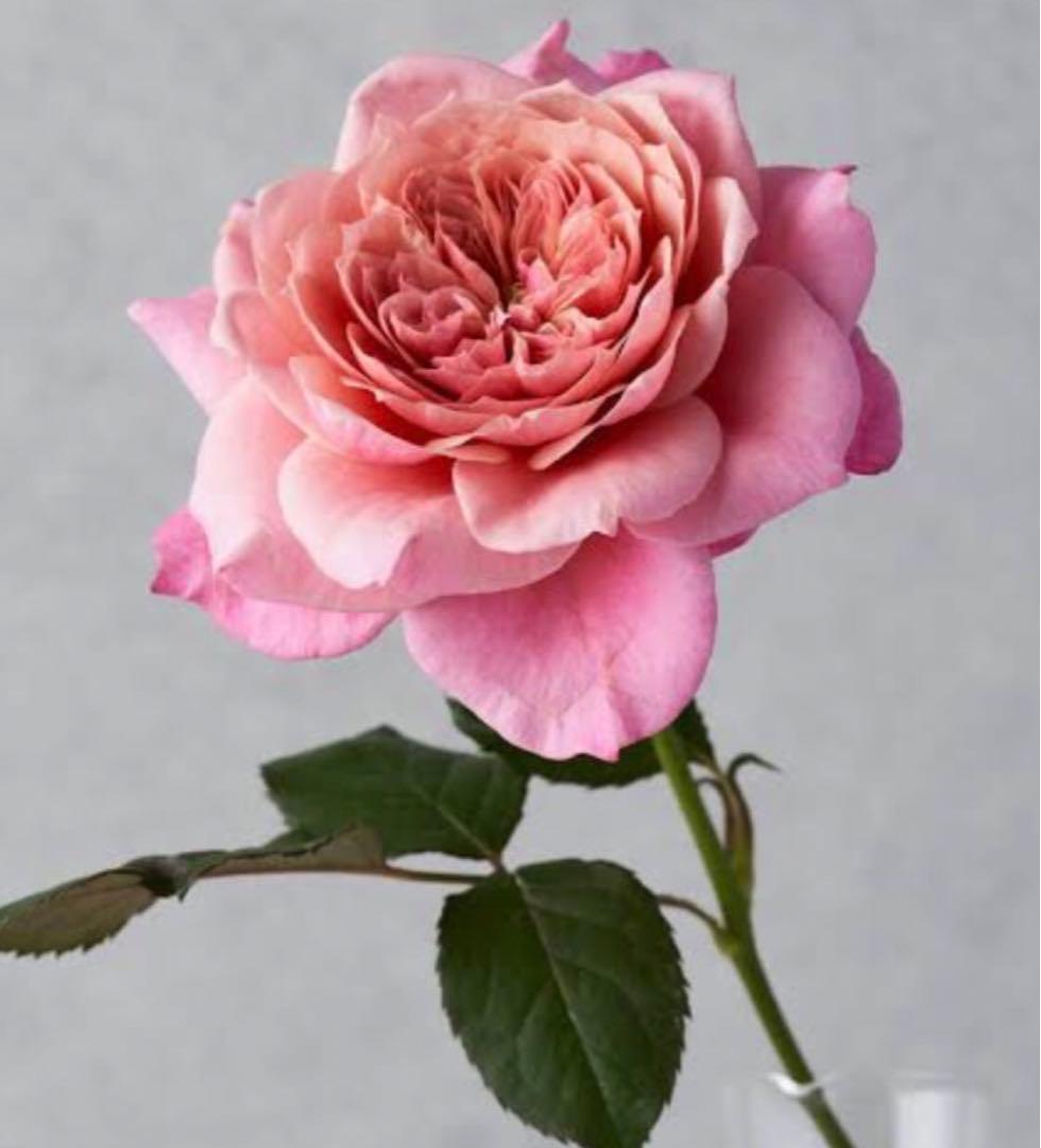 ろんしゃんさま専用　おまとめ３点バラ苗　切り花品種