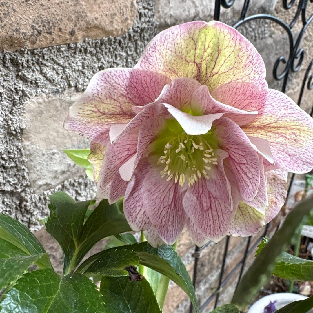 クリスマスローズ・冬牡丹