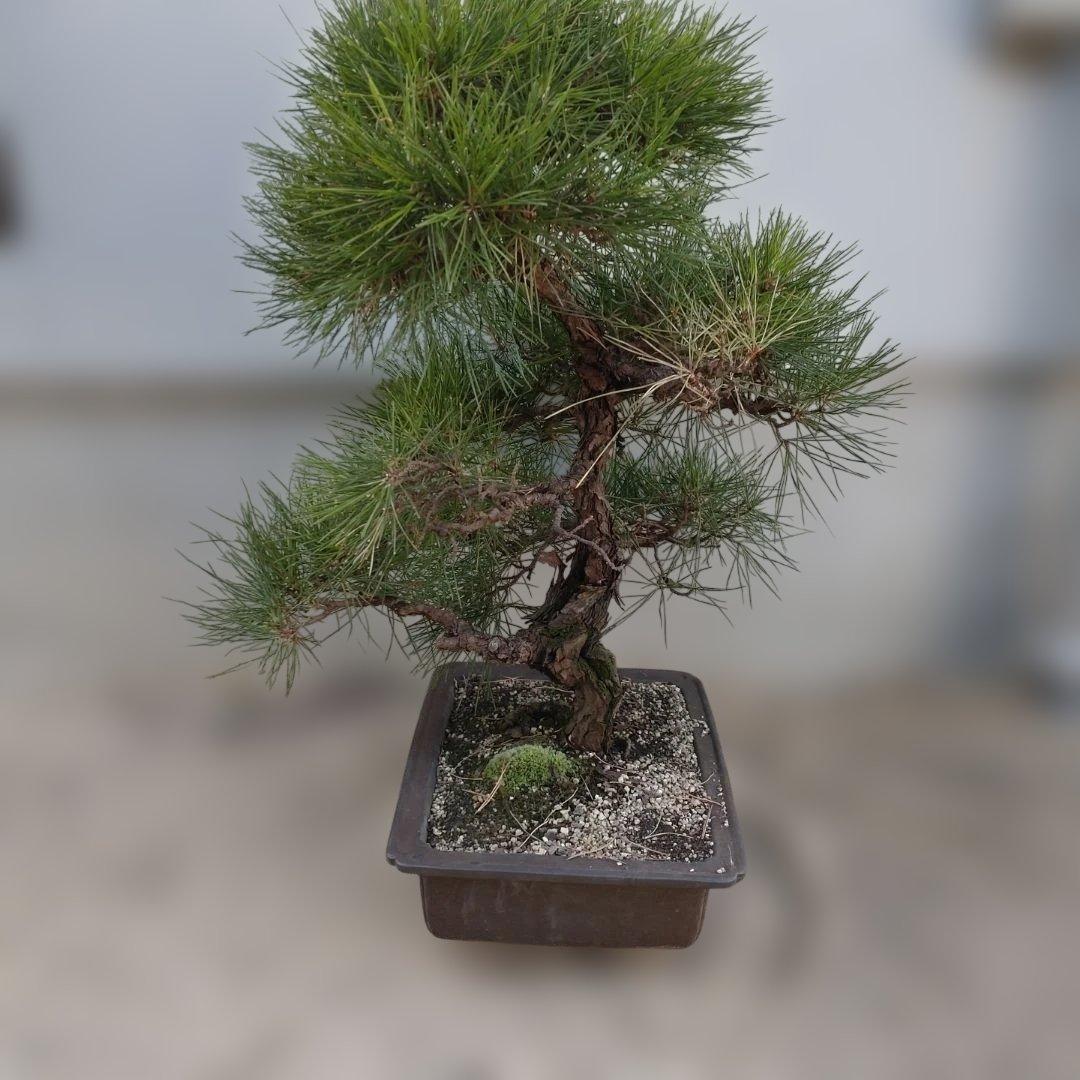 松　盆栽　1