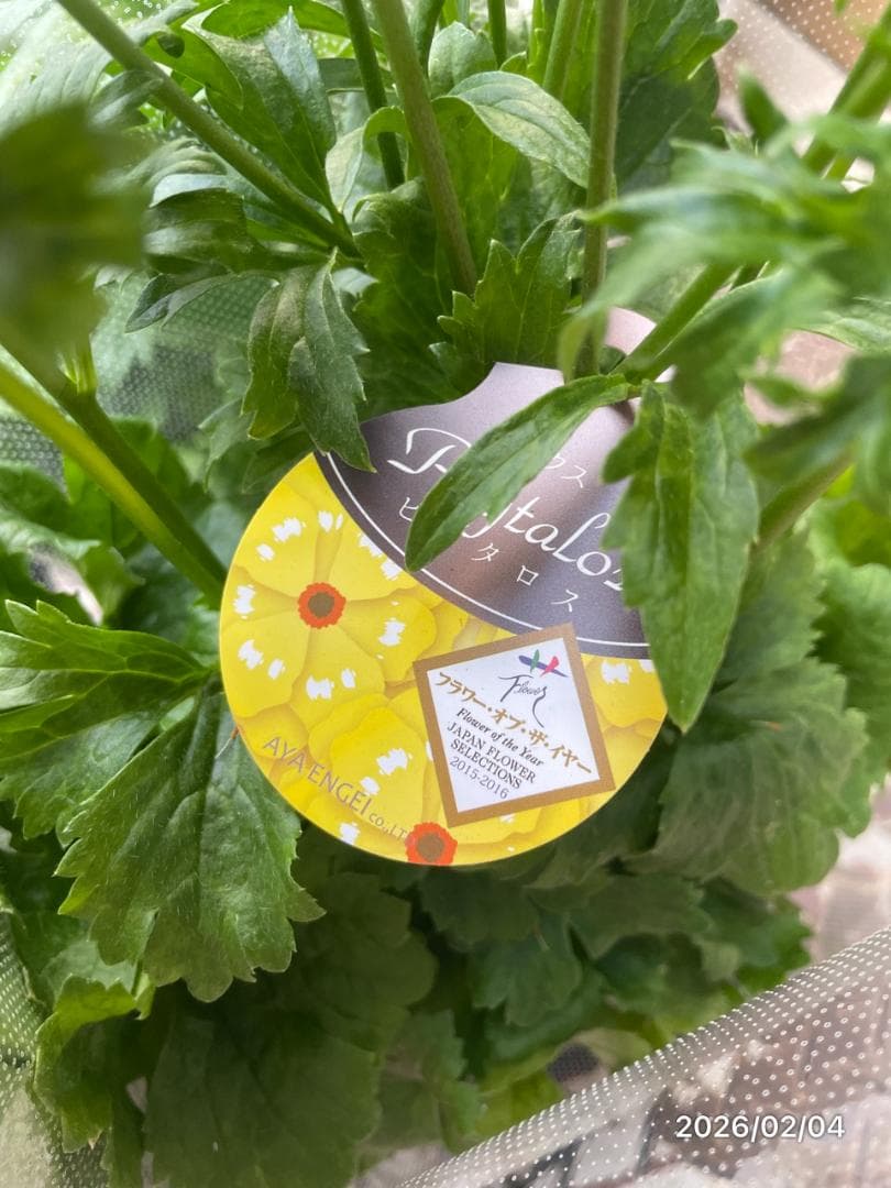 2/4　入荷商品　　　ラナンキュラス　ラックス　6種類　5号　化粧鉢