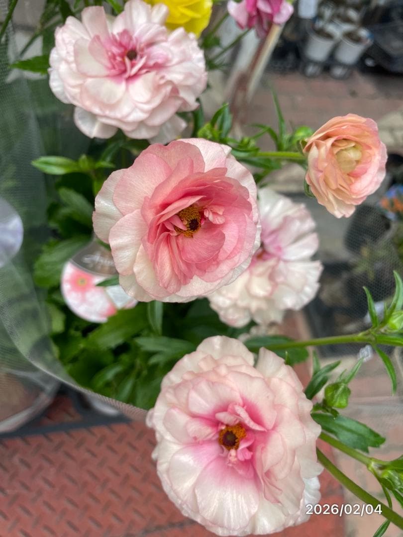 2/4　入荷商品　　　ラナンキュラス　ラックス　6種類　5号　化粧鉢