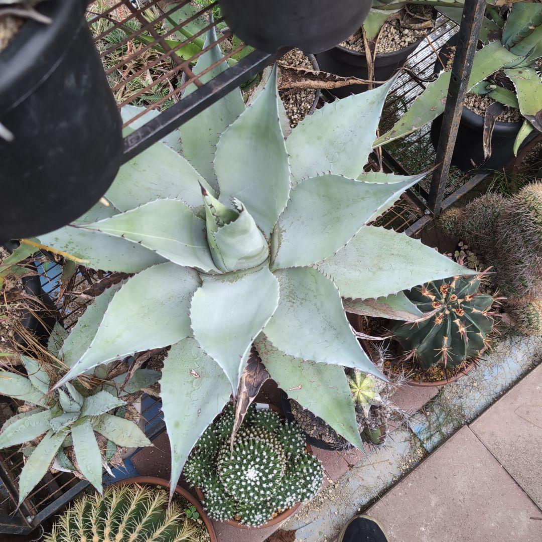 耐寒性　US株　80センチ　アガベ　オバティフォリア　斑?　抜き苗送料込み