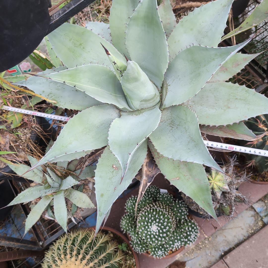 耐寒性　US株　80センチ　アガベ　オバティフォリア　斑?　抜き苗送料込み