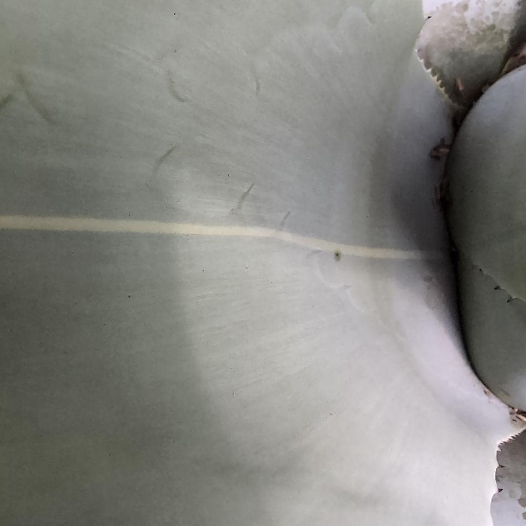 耐寒性　US株　80センチ　アガベ　オバティフォリア　斑?　抜き苗送料込み