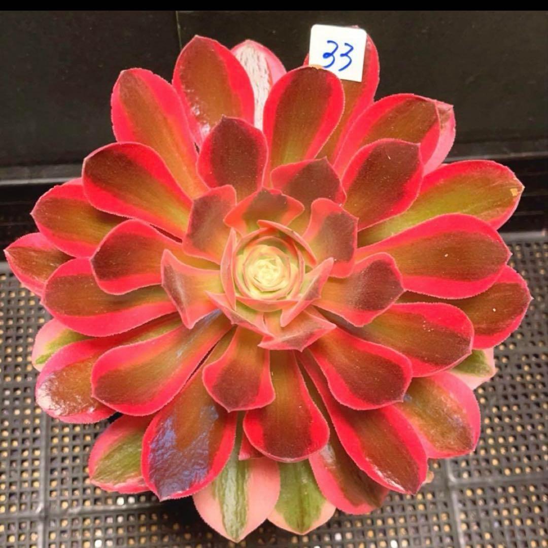 33 #多肉植物アエオニウム❤️香妃錦❤️1大頭2小頭20cm拔キ苗