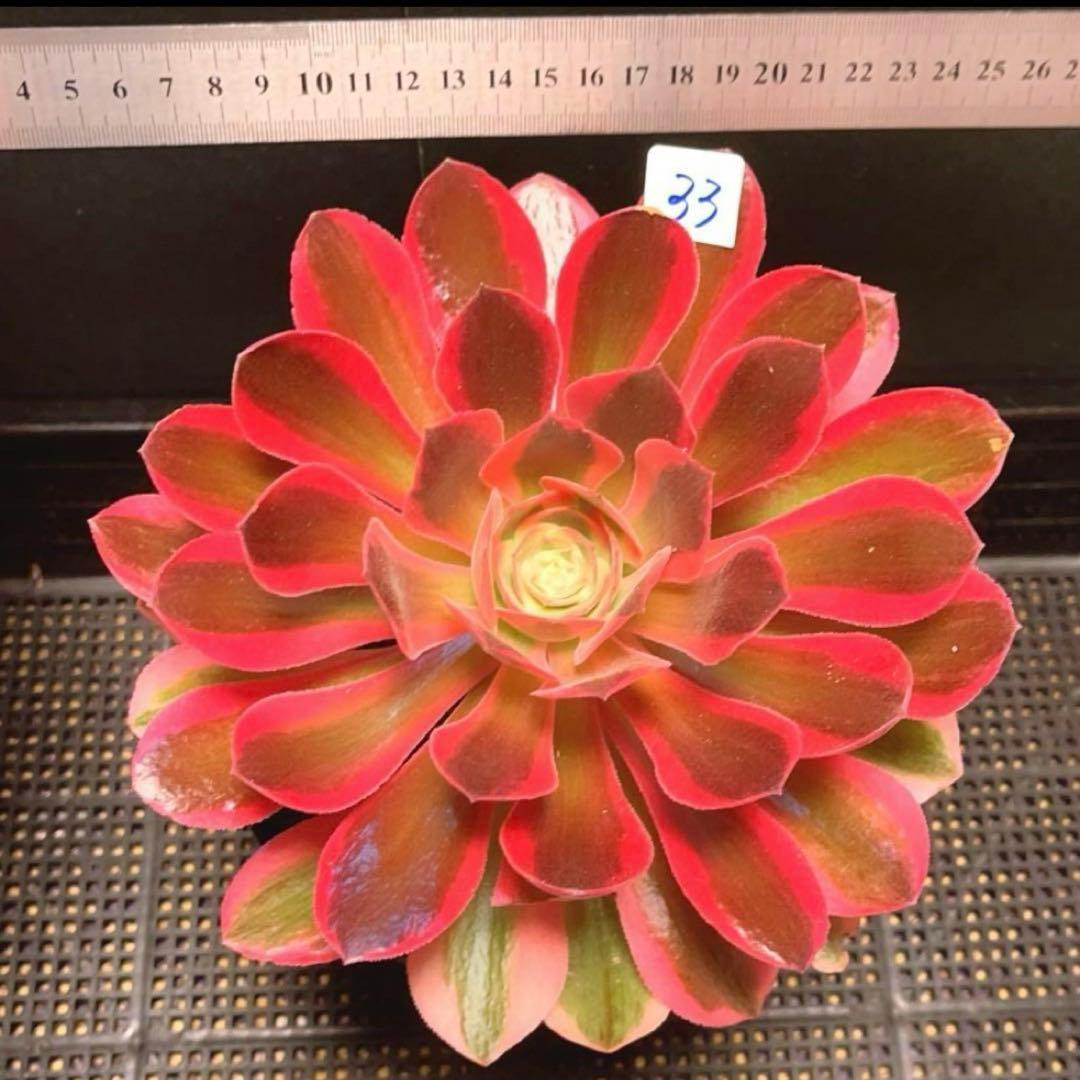 33 #多肉植物アエオニウム❤️香妃錦❤️1大頭2小頭20cm拔キ苗