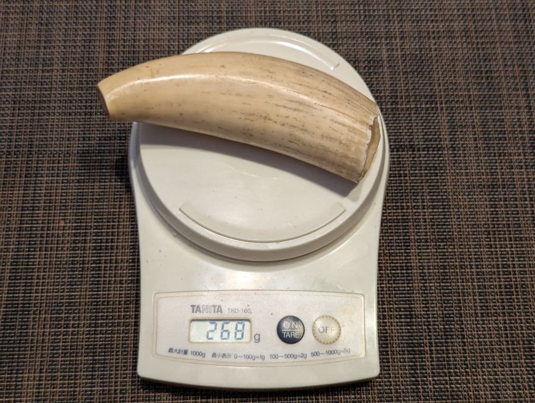 鯨歯（？）