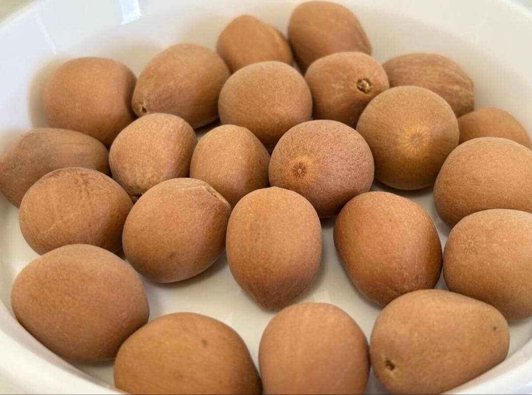 コスパ最強★超超超希少★ディオーン エデュレ 種子 50粒