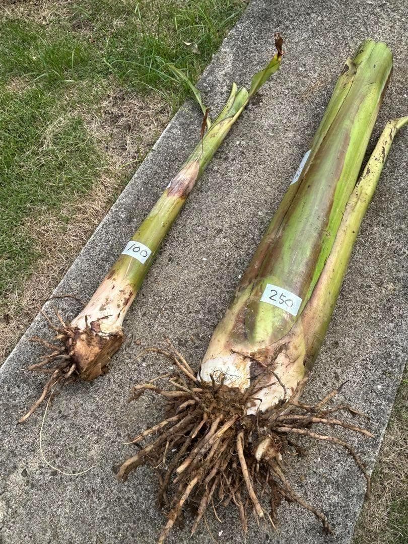 収穫用。251㎝巨大★ドワーフマッサン・バナナ苗◆高糖度。耐寒性が強く初心者向け