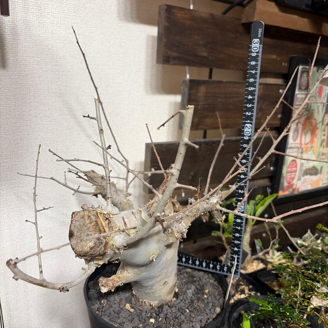 コミフォラ　カタフ　ターカネンシス