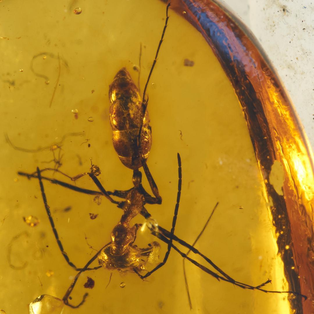 レア極上品 PA0022 虫入り琥珀化石ミャンマーカムティかタナイ9900万年前