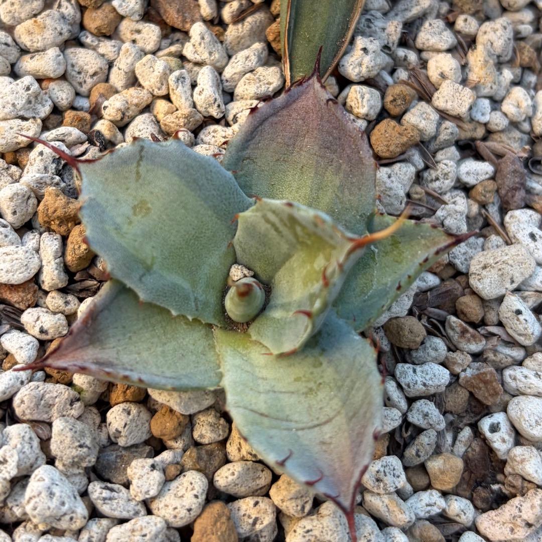 アガベ　激レア　パリートランカータ中斑　ジャックポット