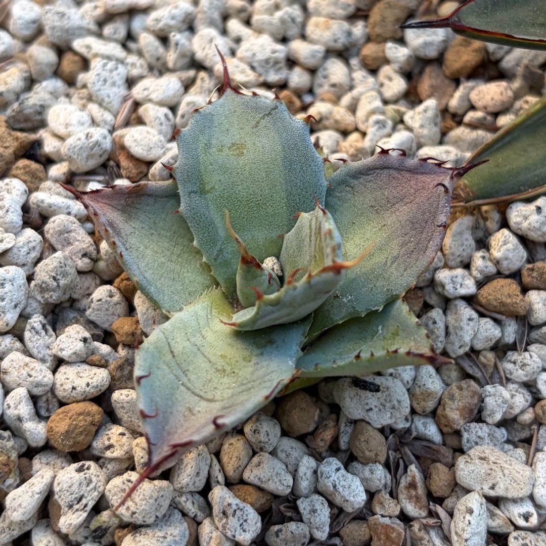 アガベ　激レア　パリートランカータ中斑　ジャックポット