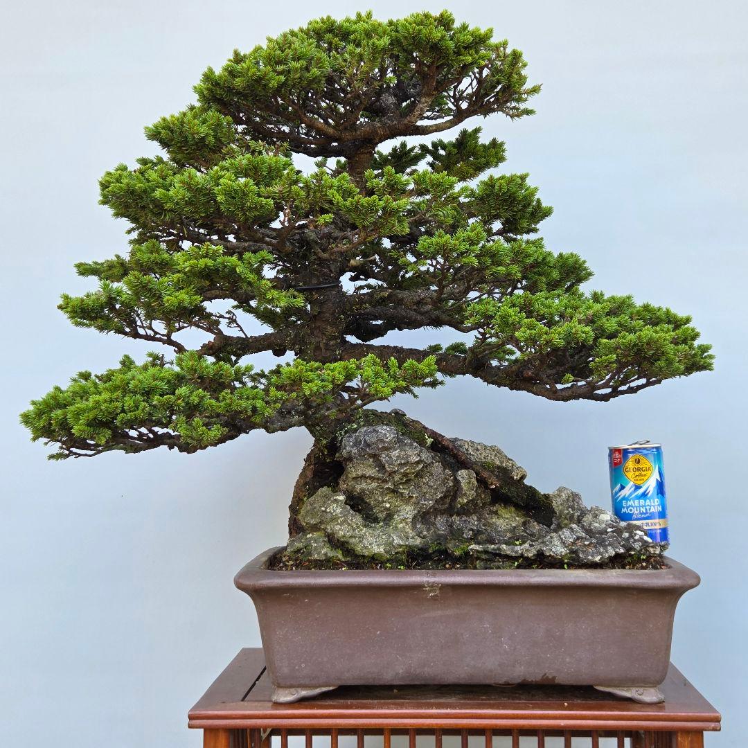 蝦夷松　(八房)　[石付き模様木]　大品盆栽