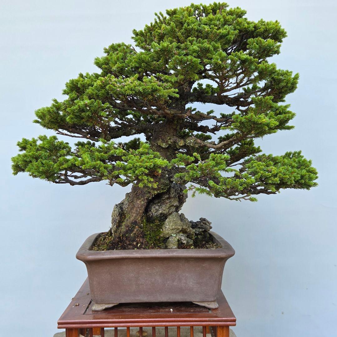 蝦夷松　(八房)　[石付き模様木]　大品盆栽