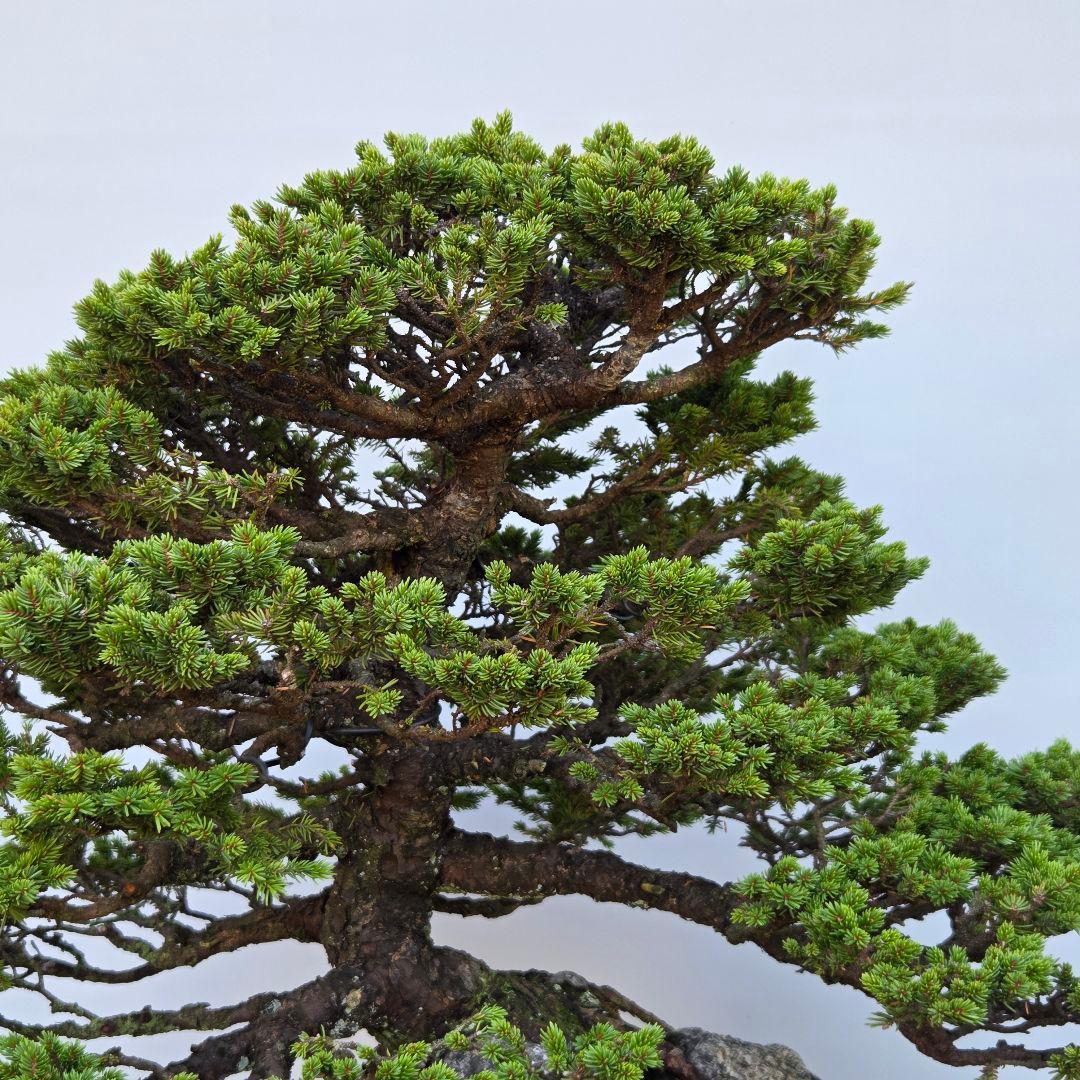 蝦夷松　(八房)　[石付き模様木]　大品盆栽