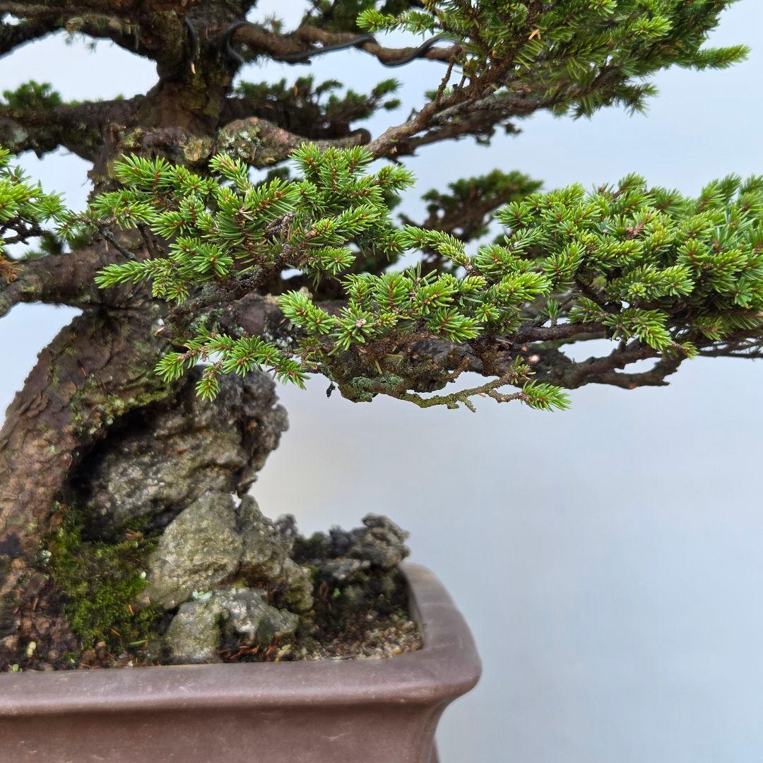 蝦夷松　(八房)　[石付き模様木]　大品盆栽