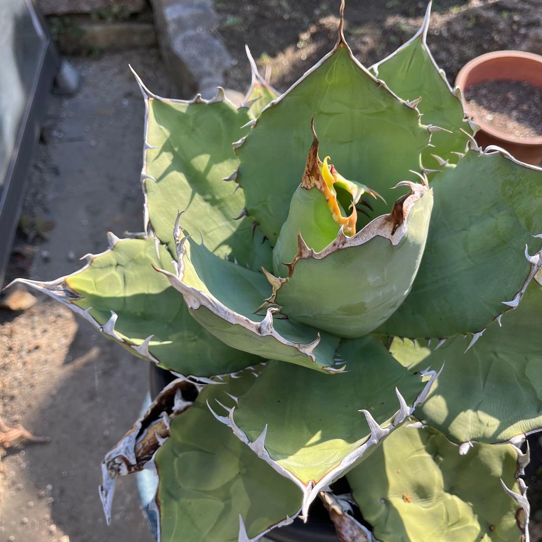 特大　アガベ オアハカ　オテロイ