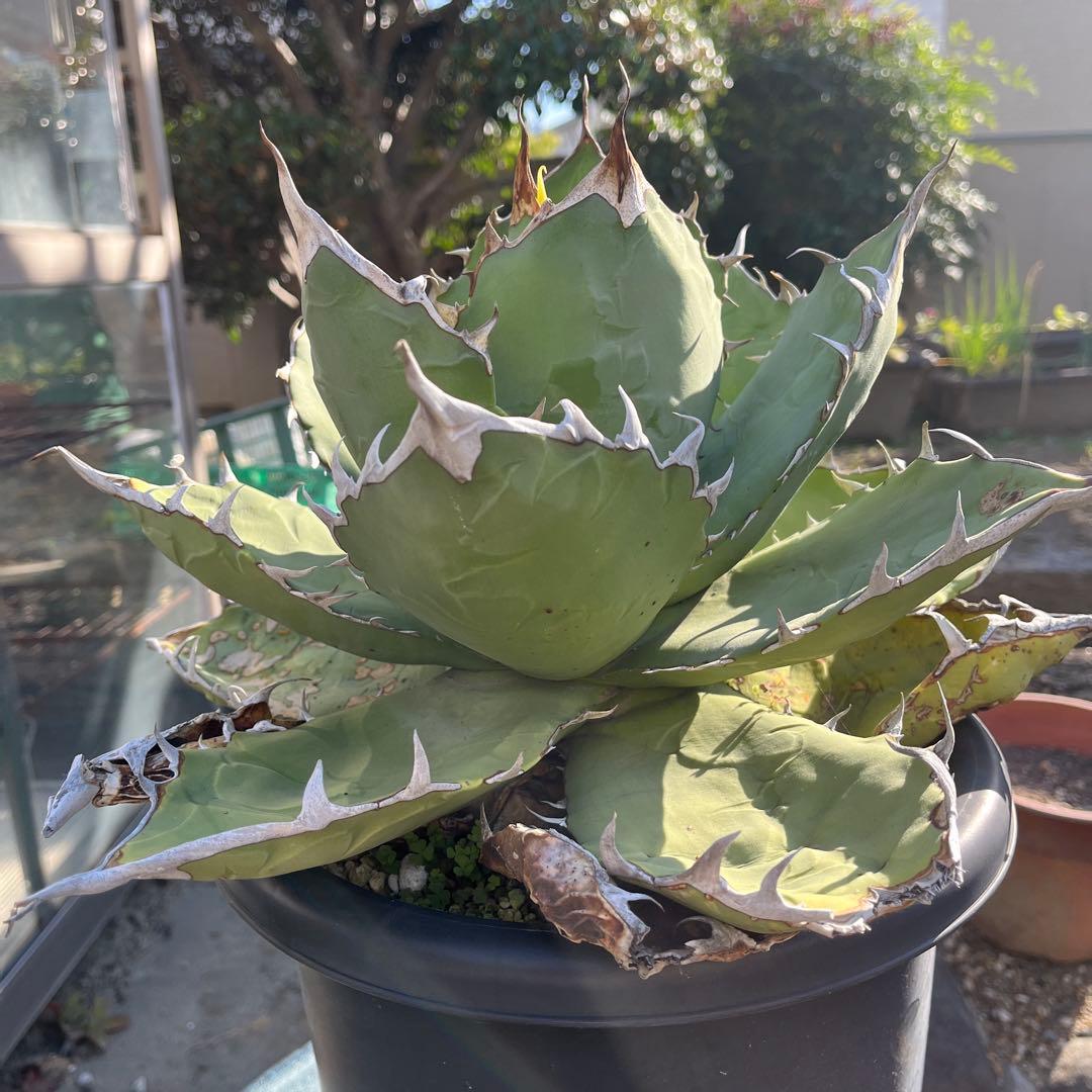 特大　アガベ オアハカ　オテロイ