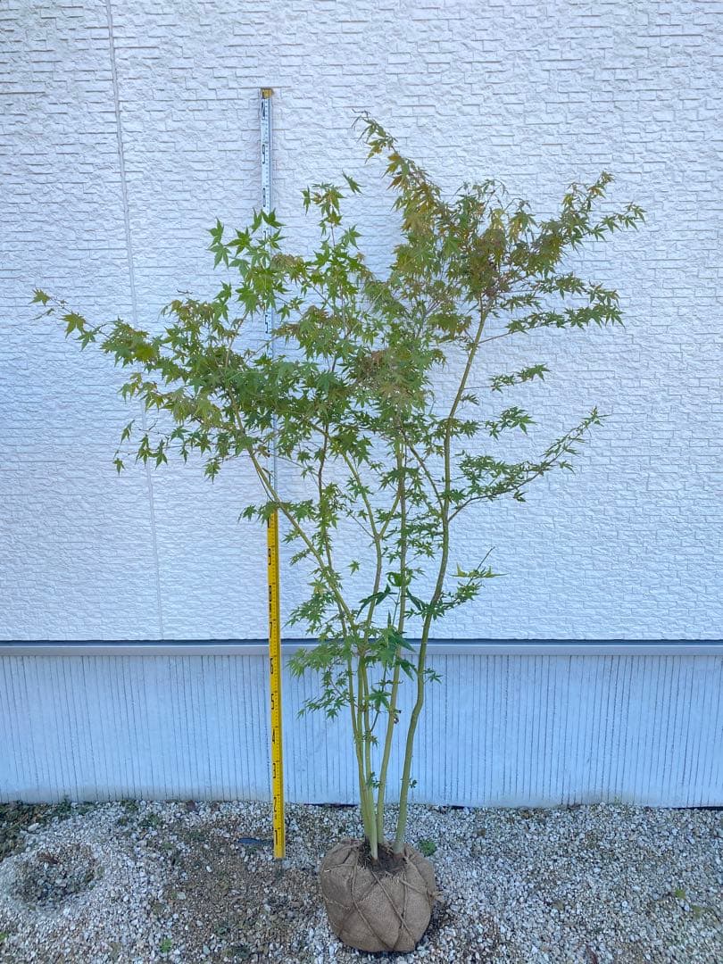 イロハモミジ② ５本立ち