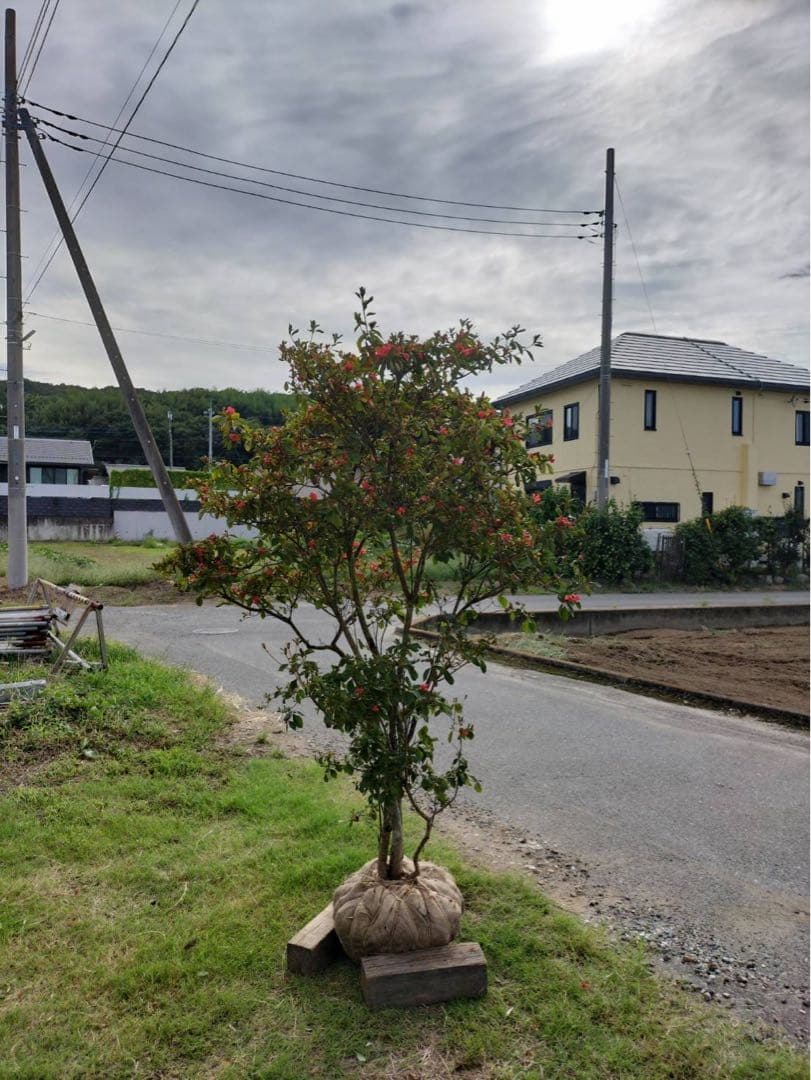 山ツツジ