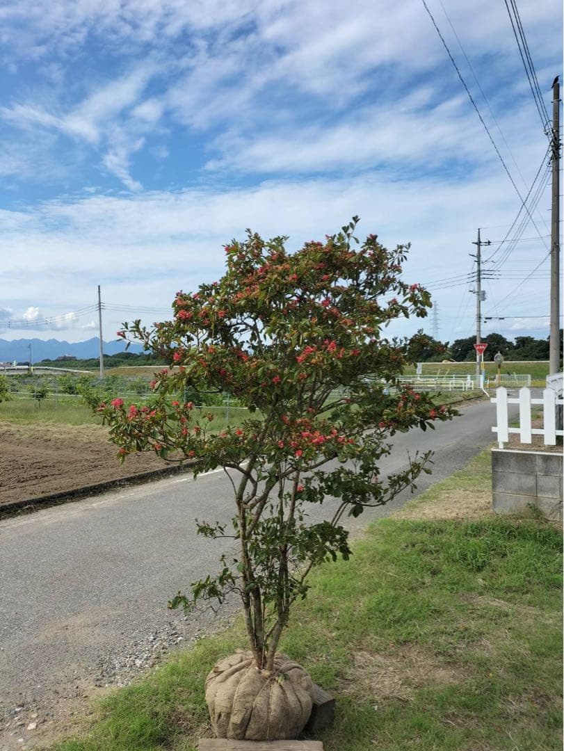 山ツツジ