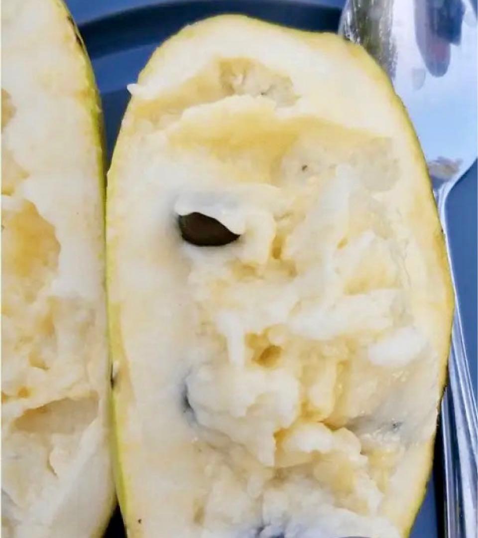 サマーデライト✖️アーホン•ホワイト (クオリティB) 2本セット価格 9000円