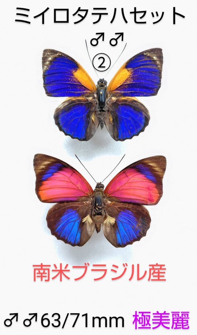 ミイロタテハ♂♂標本セット★南米ブラジル産★63/71mm有名種・美麗標本