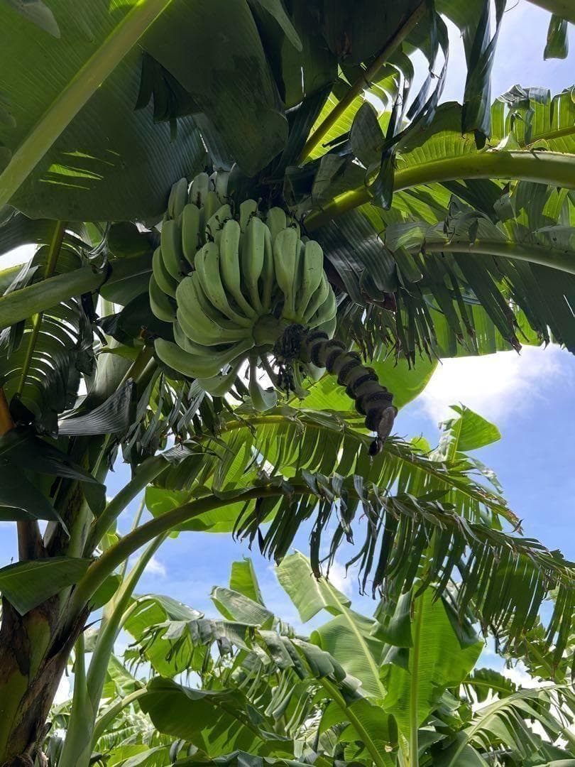 最終1苗◆220㎝巨大苗★グリーンアイスクリーム★至福の糖度。耐寒性強い低木品種