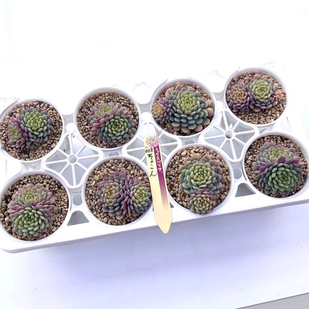 花*ん様 【鉢付き】ミックスベリア ちょこん8苗セット売りまとめ売りおらいさん自