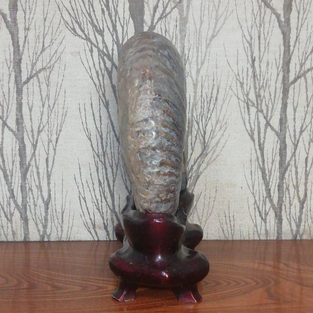 アンモナイト 化石 北海道産 台座付