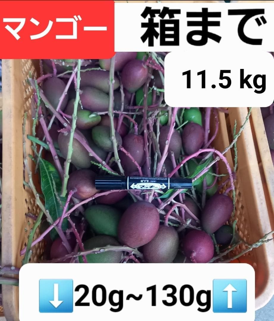 マンゴー+摘果 /11.5 kg including box