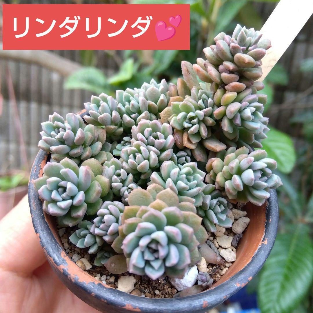 モケモケ～⭐️リンダリンダ⭐️多肉植物 群生中 ぼのぼの Bono いっぱい❤️