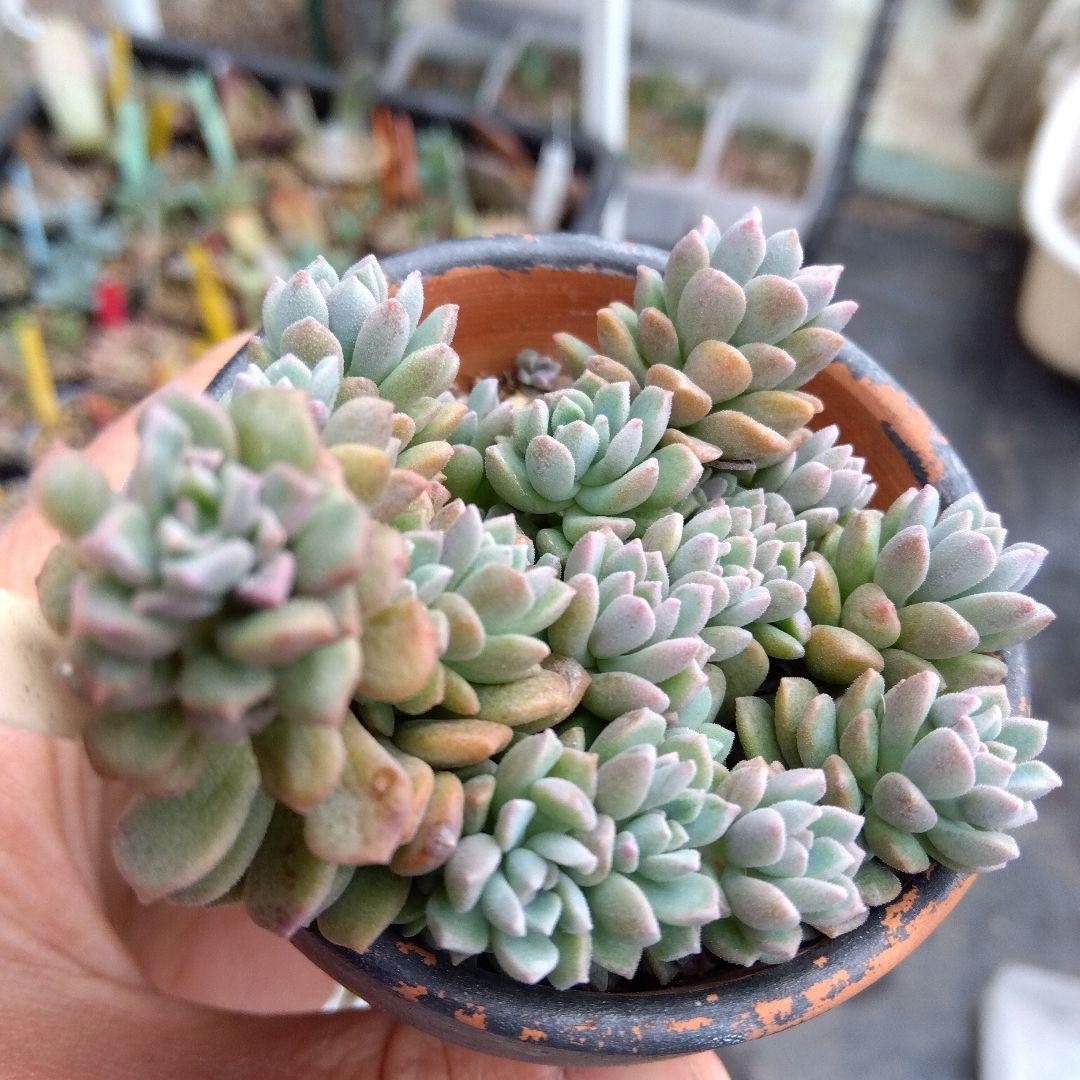 モケモケ～⭐️リンダリンダ⭐️多肉植物 群生中 ぼのぼの Bono いっぱい❤️