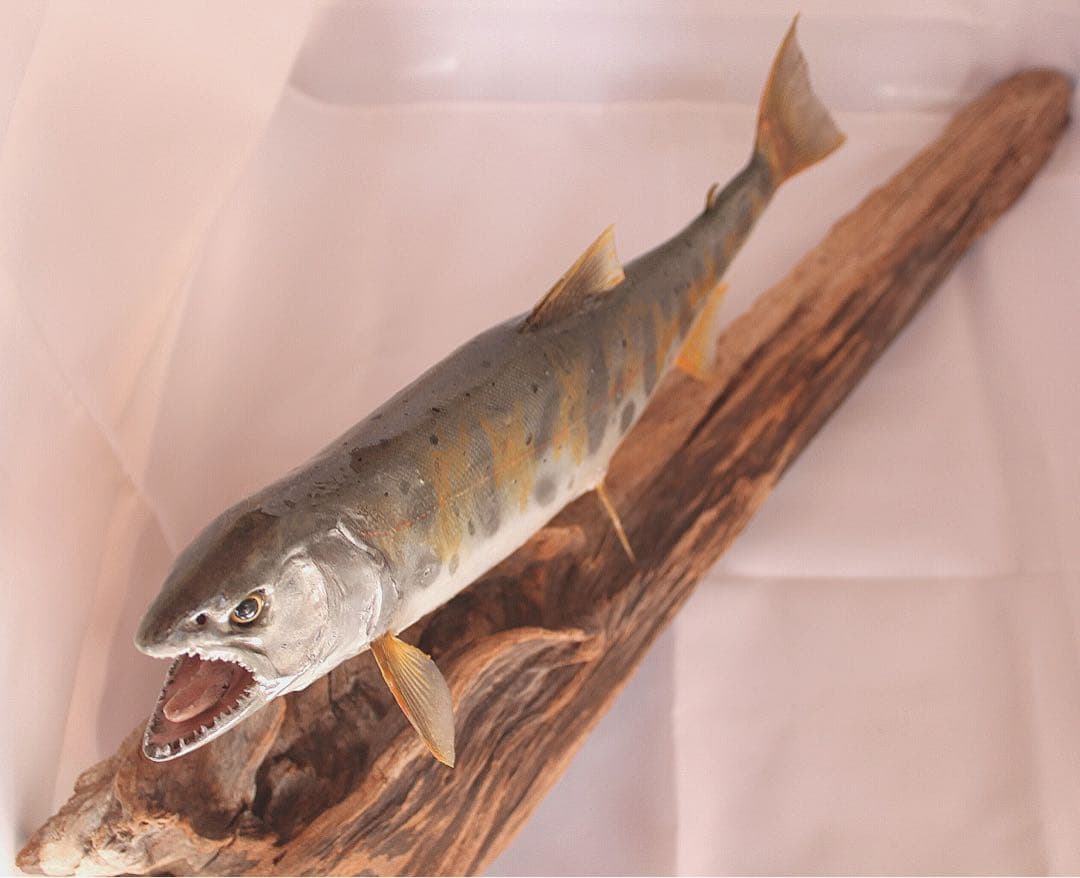 渓流魚剥製　山女魚の流木台座付き