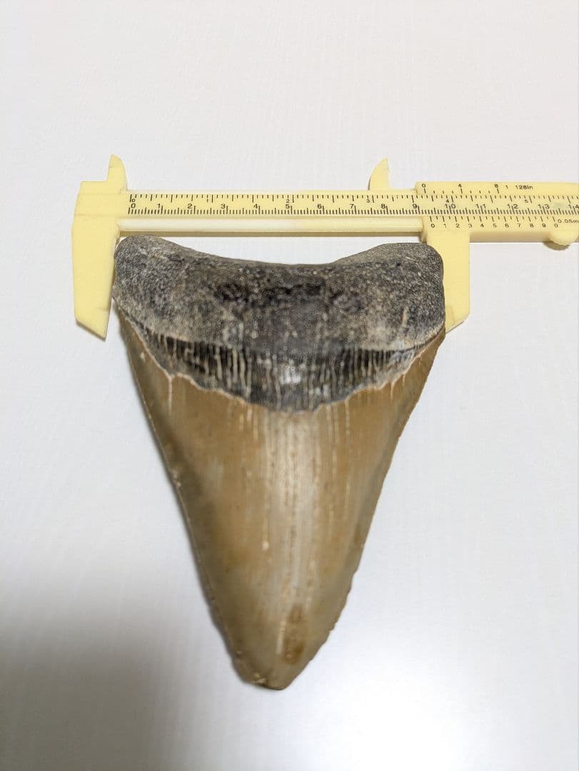 メガロドン化石 重さ256.5g 長辺約127mm(約5インチ) 横辺約93mm