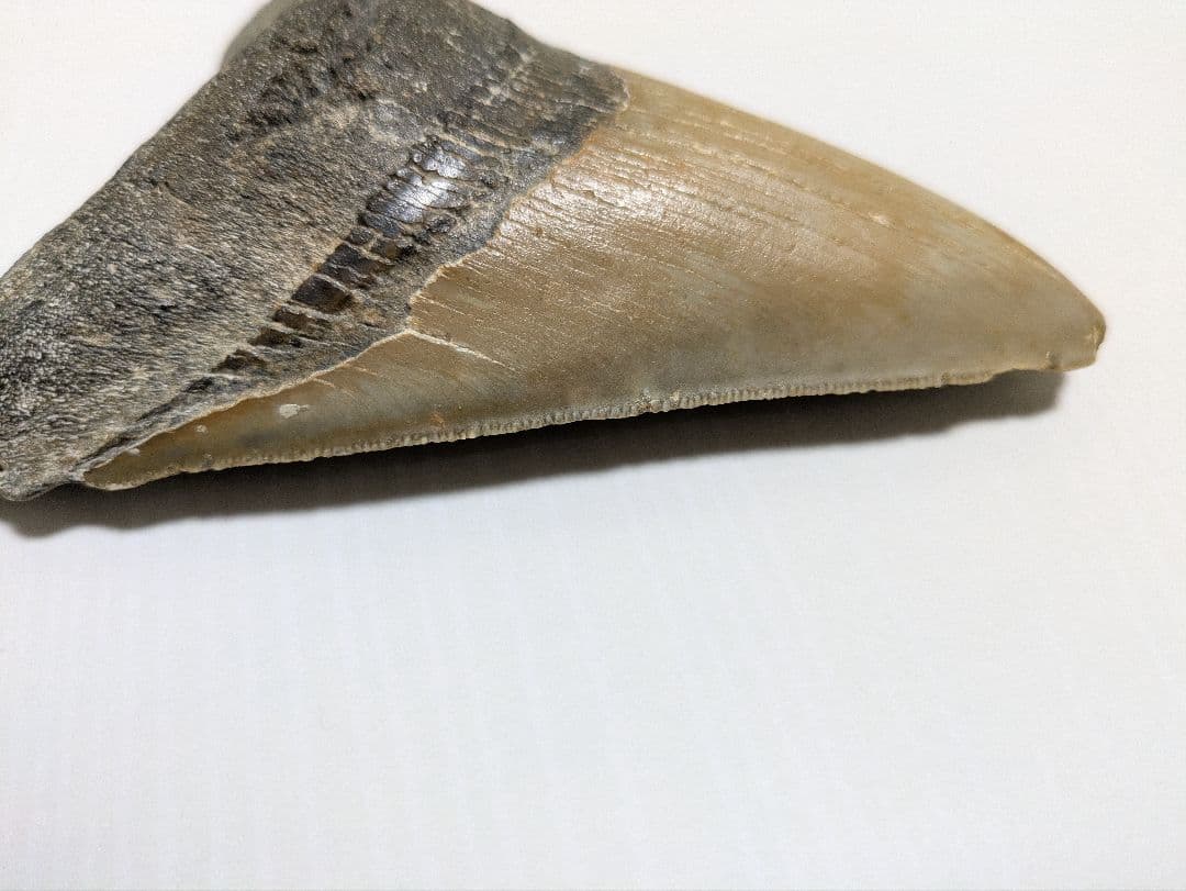 メガロドン化石 重さ256.5g 長辺約127mm(約5インチ) 横辺約93mm