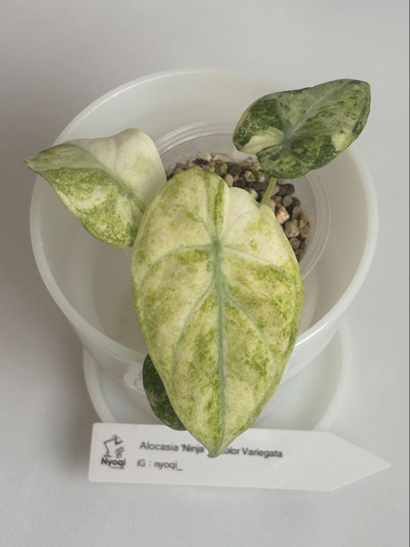 その他観葉植物 Alocasia Ninja Tricolor Variegata