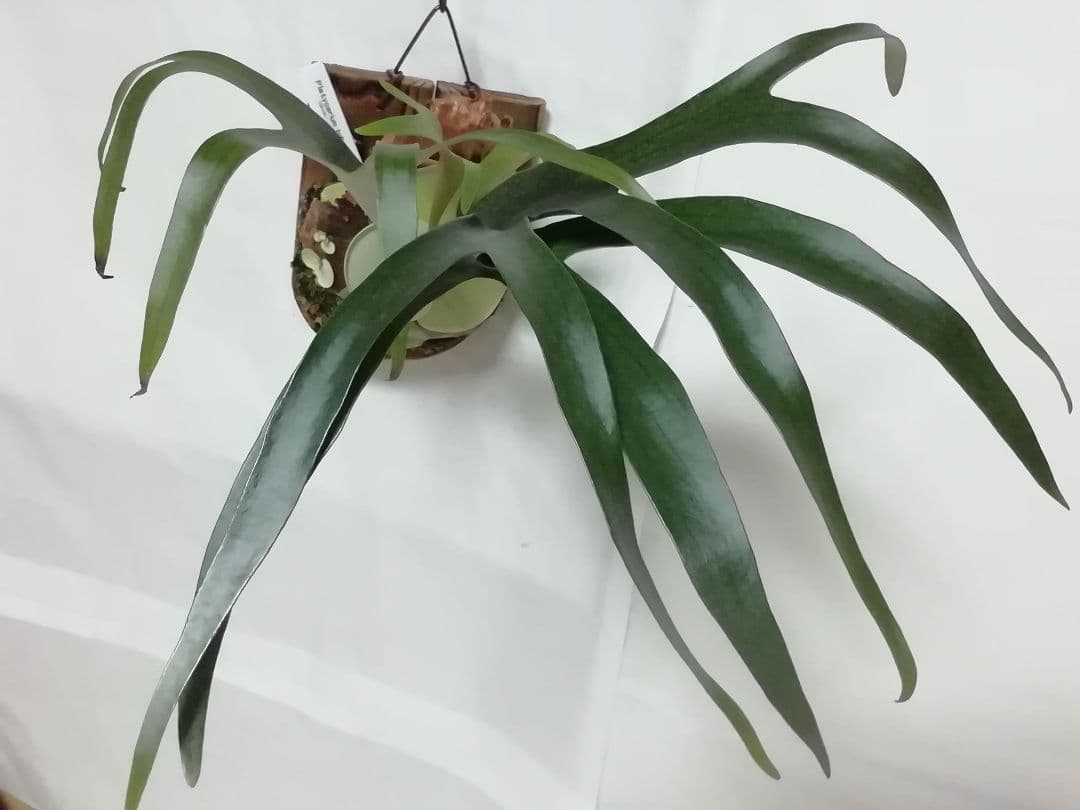 ビカクシダ　P.bifurcatum old type 　希少株　子株多数