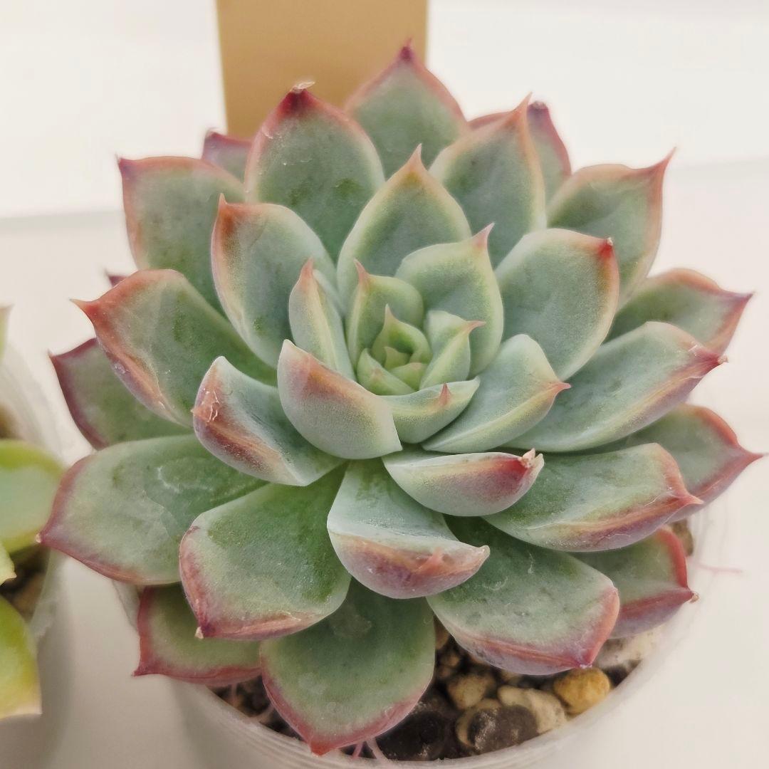 ⑥大きめ ももホイップ❣️中里リンゼアナ交配❣️発根済6苗メルカリ便込