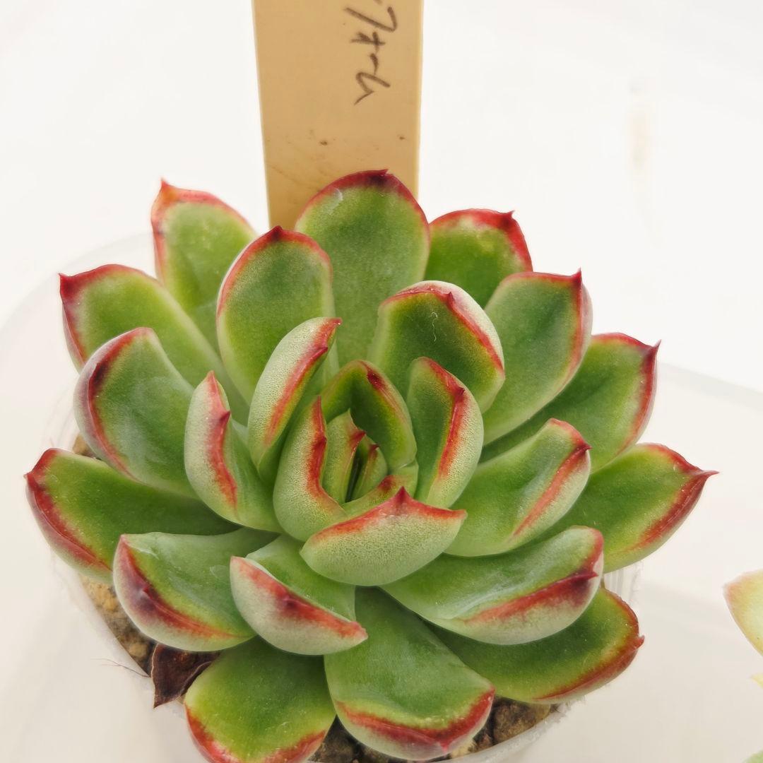 ⑥大きめ ももホイップ❣️中里リンゼアナ交配❣️発根済6苗メルカリ便込