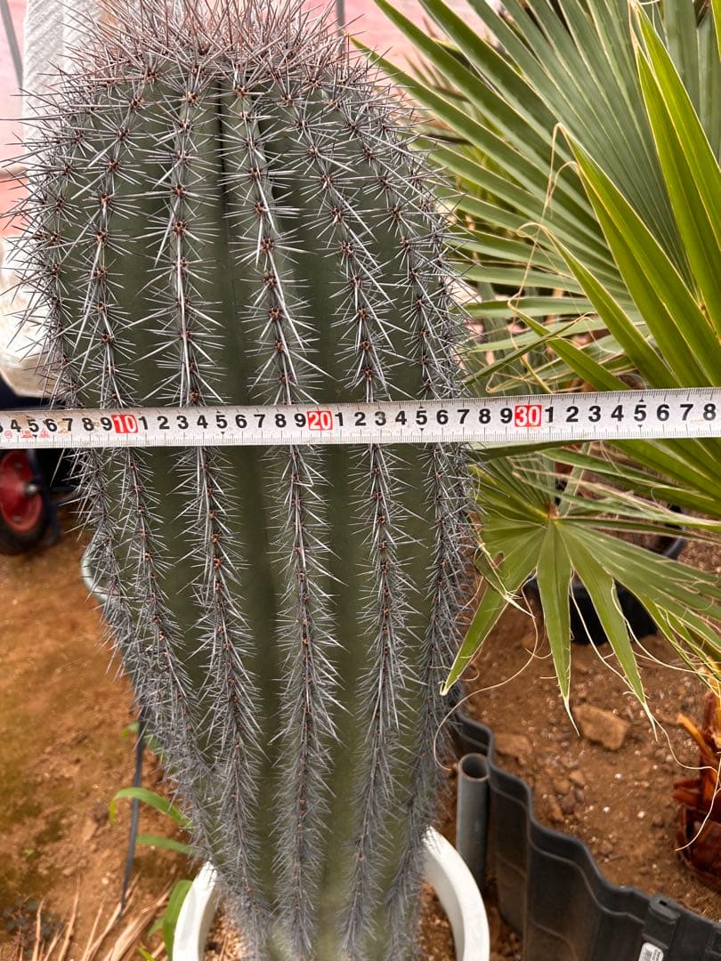 【引き取り限定】特大　弁慶柱　鉢底から120 このサイズはレア　発送の場合着払い