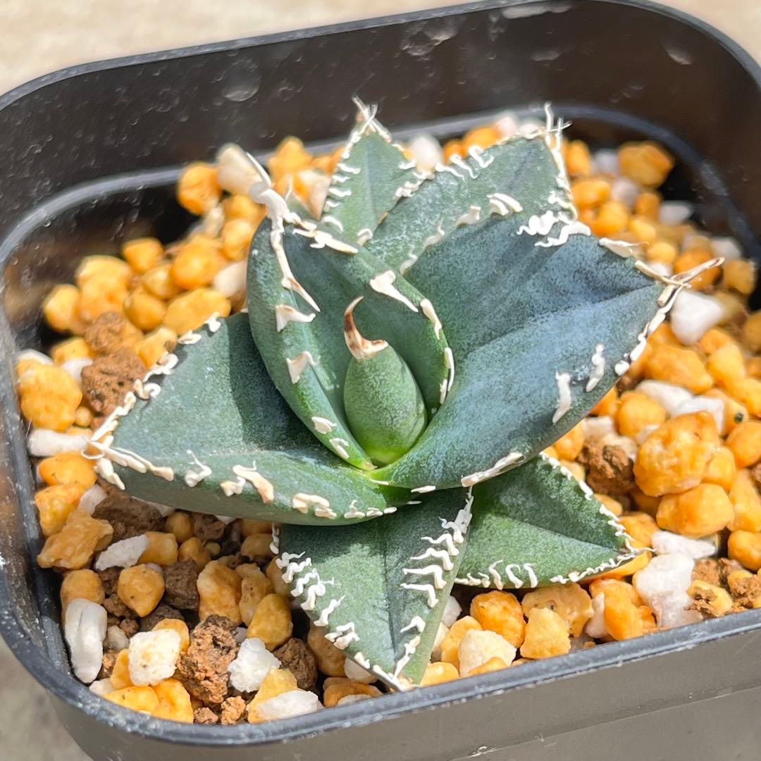 アガベ　チタノタ　コブラ　No.003　鉢、送料込　メルカリ便