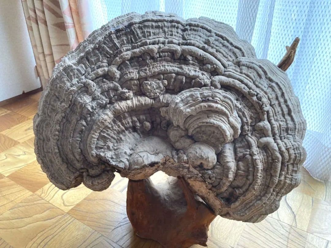 【幻サイズ】さるのこしかけ