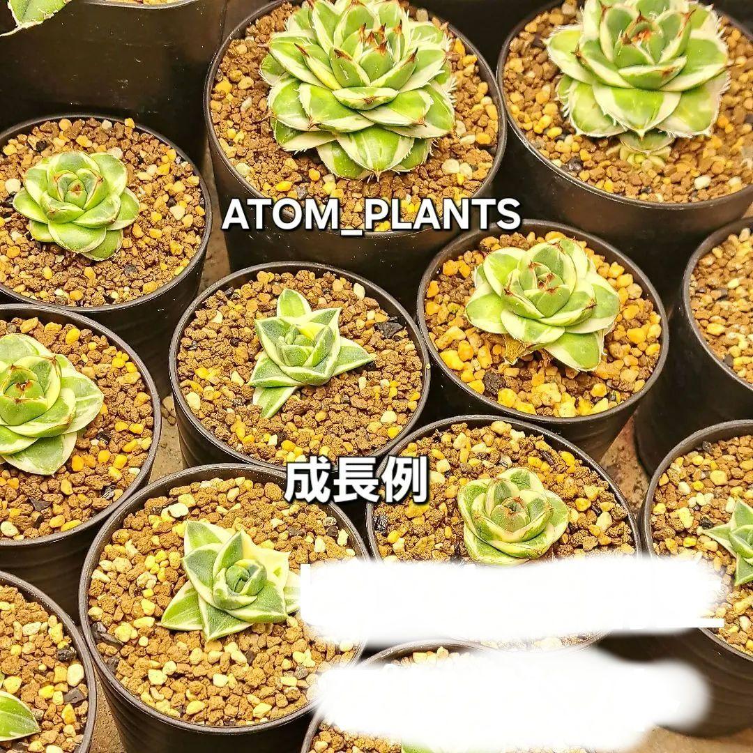 ★発根済★②　王妃笹の雪a型白覆輪　ピンキー